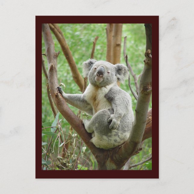 Niedliche Koala Postcard Postkarte (Vorderseite)