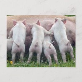 Niedliche Krankenpflege-Ferkel-Postkarte Postkarte