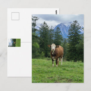 Niedliche Kuh in Allgaeu - Bayern, Deutschland Postkarte