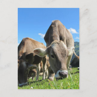 Niedliche Kühe in Österreich Postkarte