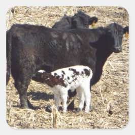 Niedliche Kühe und Babykalbsticker Quadratischer Aufkleber