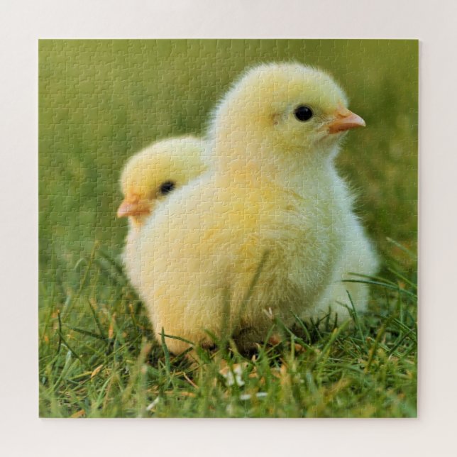 Niedliche Küken - (Horizontal)