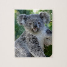 Niedliche, kuschelige australische Koala