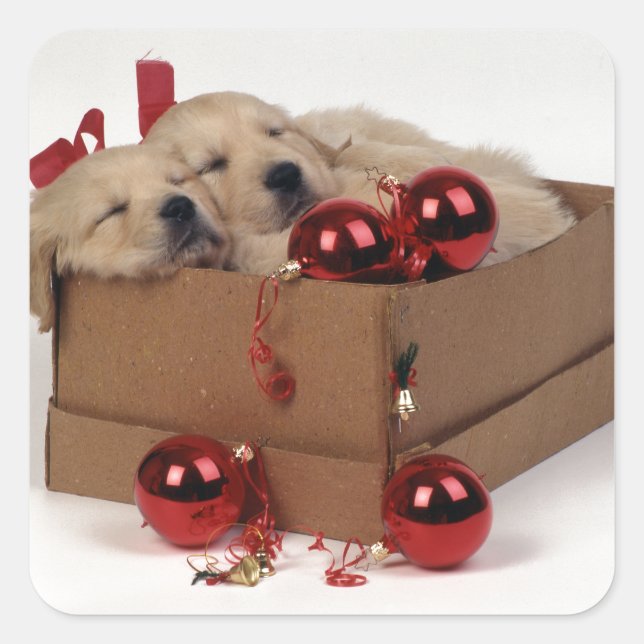 Niedliche Labrador Welpen mit Weihnachtsbaumchen Quadratischer Aufkleber (Vorderseite)