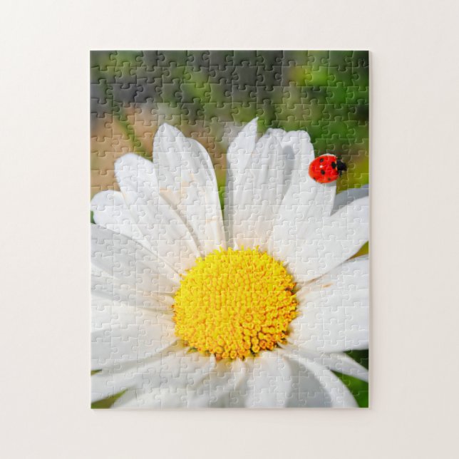 Niedliche Ladybird auf Marguerite Daisy Blume Hübs (Vertikal)