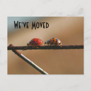 Niedliche Ladybugs Neue Adresskarte Ankündigungspostkarte