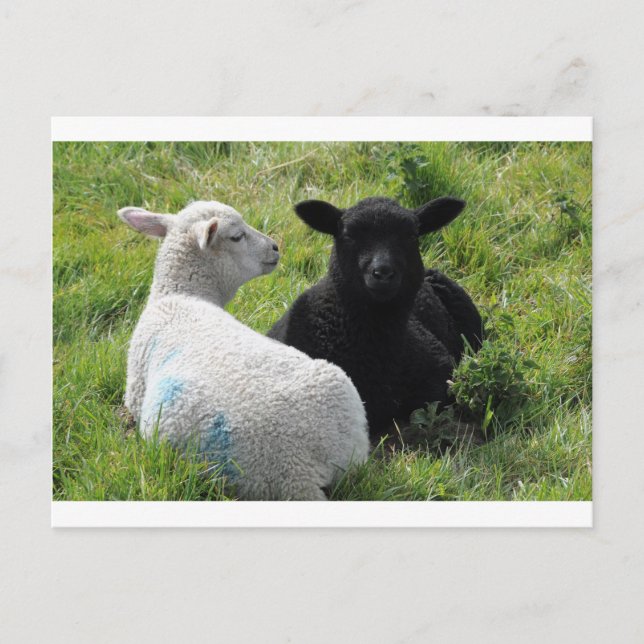 Niedliche Lämmer in Schwarz und Weiß Postkarte (Vorderseite)