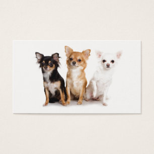 Niedliche Lange Haare Chihuahua-Puppen
