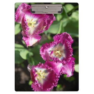 Niedliche lila Tulpen im Garten Klemmbrett