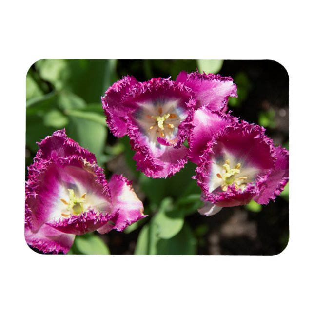Niedliche lila Tulpen im Garten Magnet (Horizontal)