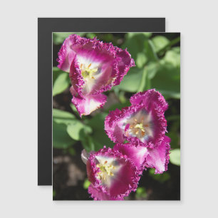 Niedliche lila Tulpen im Garten Magnetkarte