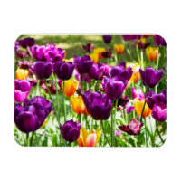 Niedliche lila und gelbe Tulpen