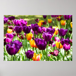 Niedliche lila und gelbe Tulpen Poster