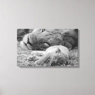 Niedliche Lion-Cub-Ruhigstellung mit dem Vater Leinwanddruck