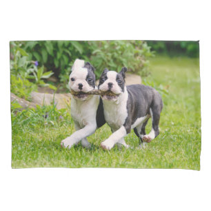Niedliche lustige Boston Terrier Hunde spielen - Kissenbezug