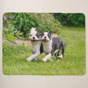 Niedliche lustige Boston Terrier Hunde spielen - Sherpadecke