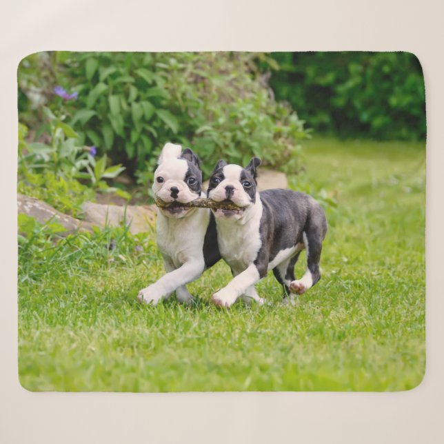 Niedliche lustige Boston Terrier Hunde spielen - Sherpadecke (Vorderseite (Horizontal))