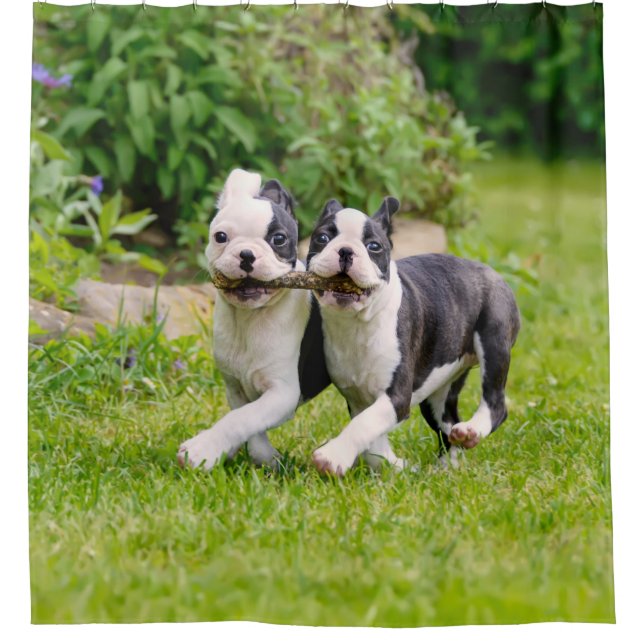 Niedliche lustige Boston Terrier Hunde Welpen spie Duschvorhang (Vorderseite)