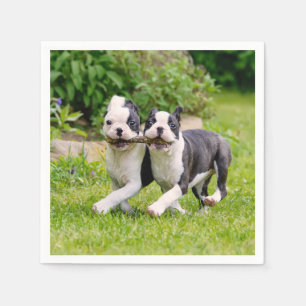 Niedliche lustige Boston Terrier Hunde Welpen spie Serviette