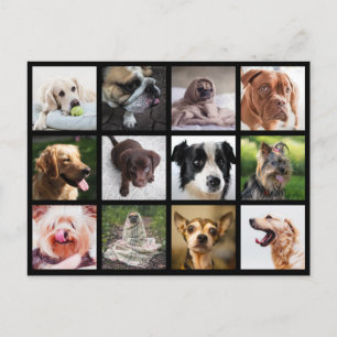 Niedliche & lustige Hunde Fotocollage Postkarte
