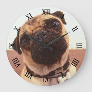 Niedliche lustige Mops-Nahaufnahme Große Wanduhr