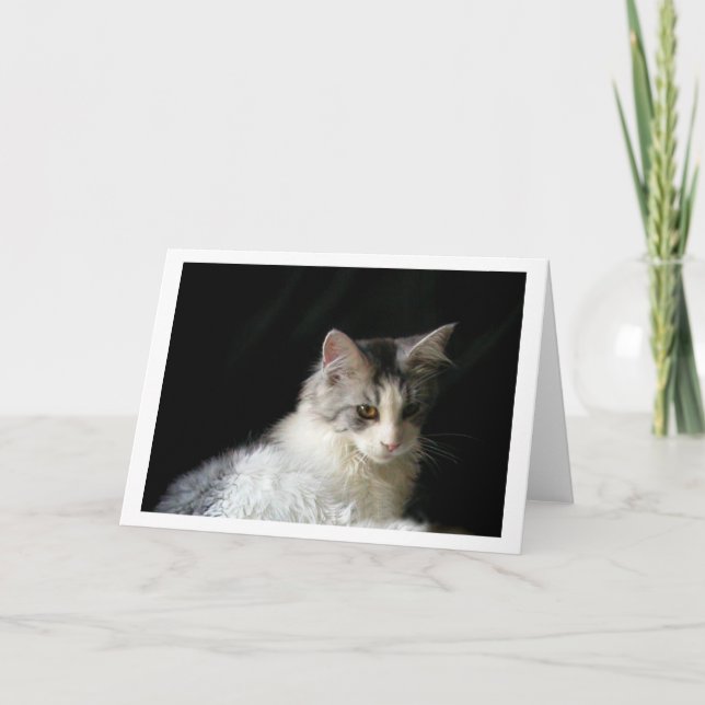 Niedliche Maine-Coon-Kätzchenkarte Karte (Vorderseite)
