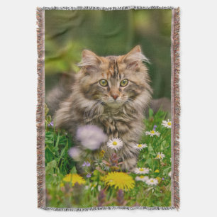 Niedliche Maine Coon Kitten Cat Sitzen in Blume Decke