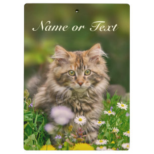 Niedliche Maine Coon Kitten Katze auf der Wiese Pe Klemmbrett