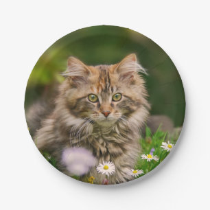 Niedliche Maine Coon Kitten Katze im Party Meadow Pappteller