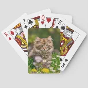 Niedliche Maine-Waschbär-Kätzchen-Katze in einer Spielkarten