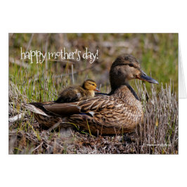 Niedliche Mama Chillin' Mallard Duck & Baby Duckli