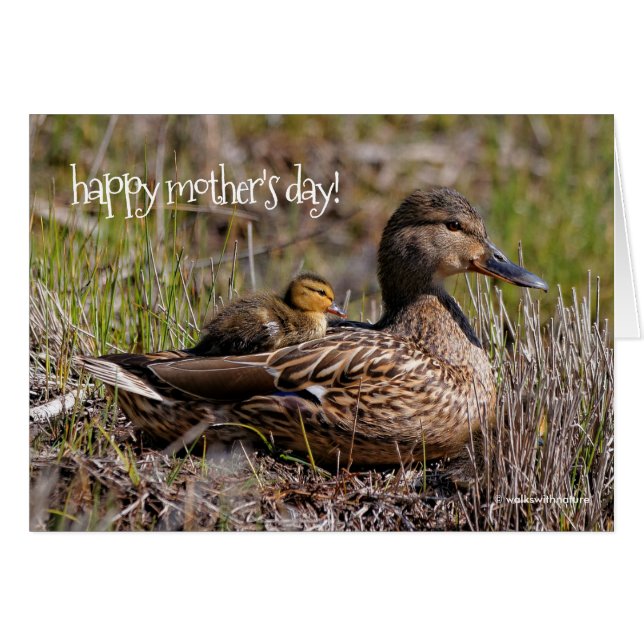 Niedliche Mama Chillin' Mallard Duck & Baby Duckli (Vorderseite (Horizontal))