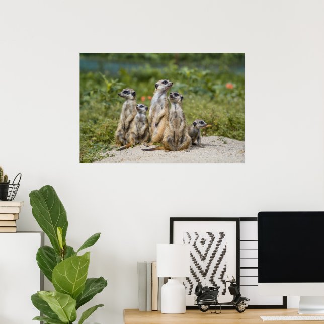 Niedliche Meerkats Poster (Heimbüro)