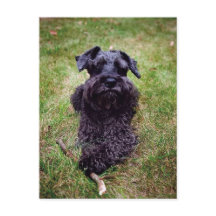 Niedliche Miniatur Schnauzer Postkarte