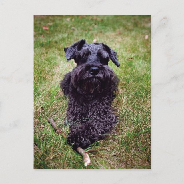 Niedliche Miniatur Schnauzer Postkarte (Vorderseite)