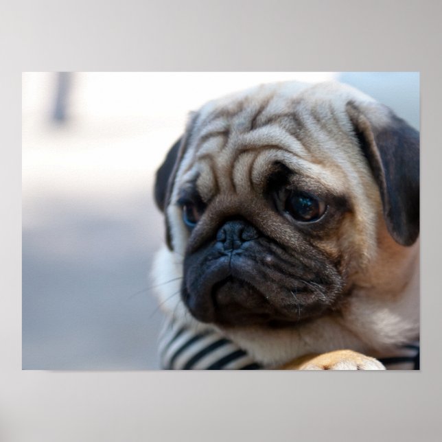 Niedliche Mops-Gesichtshaut geschlossen Poster (Vorne)