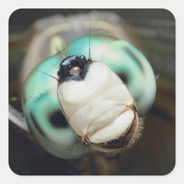 Niedliche Nah-up Dragonfly Irisierende Compound Ey Quadratischer Aufkleber (Vorderseite)