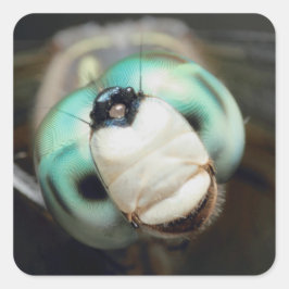 Niedliche Nah-up Dragonfly Irisierende Compound Ey Quadratischer Aufkleber