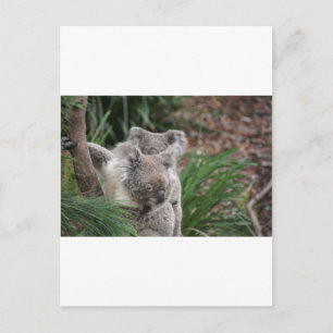 Niedliche Natur Jungle Tree Safari Koala Tiere Bär Postkarte