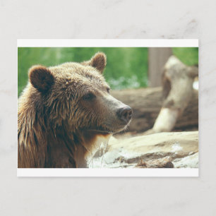 Niedliche Naturbärenaugen Postkarte