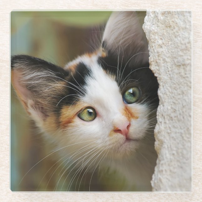 Niedliche Neugierige Katze Kitten Pneeaugen Portra Glasuntersetzer (Vorderseite)