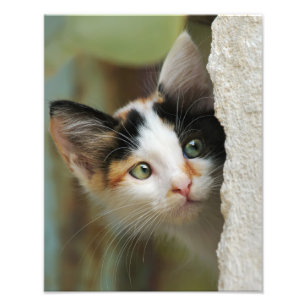 Niedliche Neugierige Katze Pneeaugen - Paperprint Fotodruck