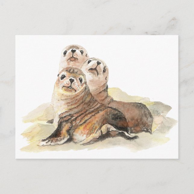Niedliche, neugierige Siegel, Aquarelltiere Postkarte (Vorderseite)