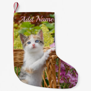 Niedliche Nosy Baby Cat Kitten in einem blühenden  Kleiner Weihnachtsstrumpf