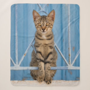 Niedliche Nosy Tabby Kitten Sitzen in einem blauen Sherpadecke