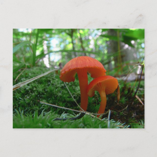 Niedliche Orange Mushrooms Postkarte (Vorderseite)