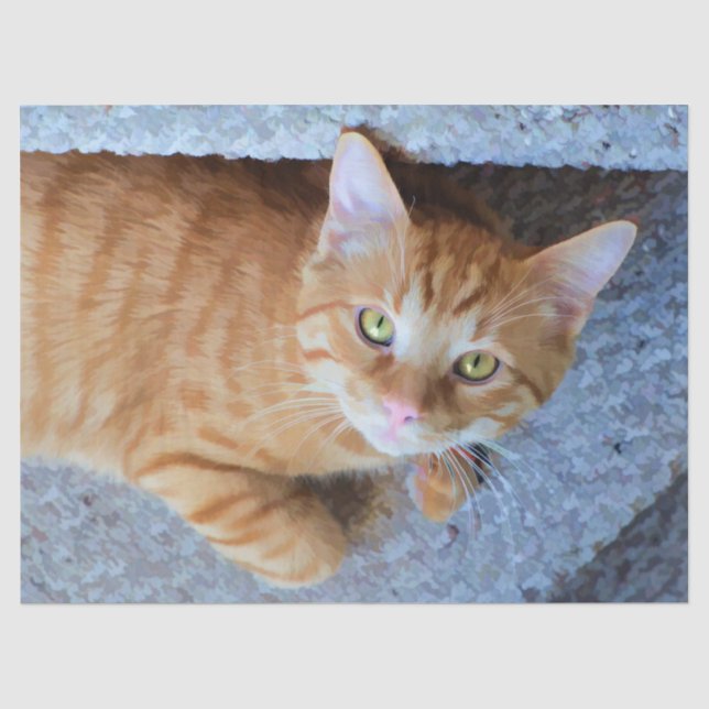 Niedliche Orangefarbene Tabby-Katze Seidenpapier (Vorderseite)