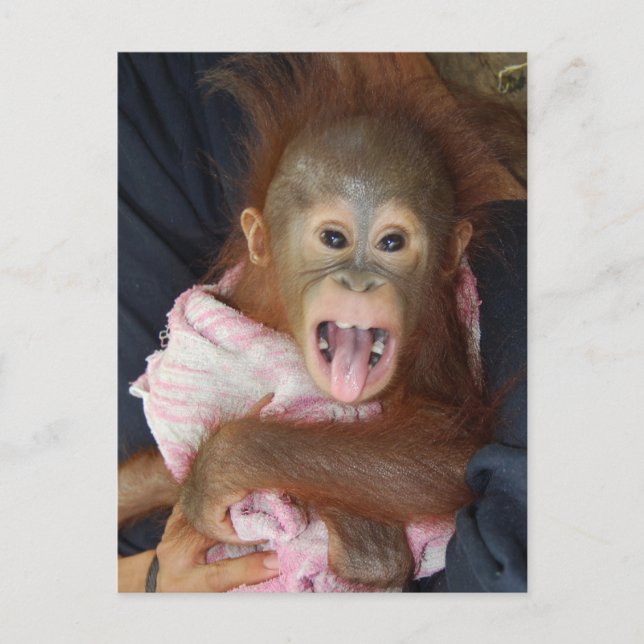 Niedliche Orangutan Tongue Monkey Business Postkarte (Vorderseite)