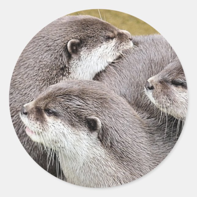 NIEDLICHE OTTERS RUNDER AUFKLEBER (Vorderseite)