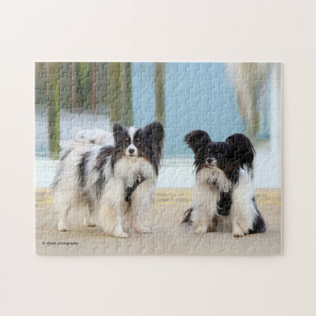 Niedliche Papillon Toy Spaniels Hunde am Dock (Horizontal)